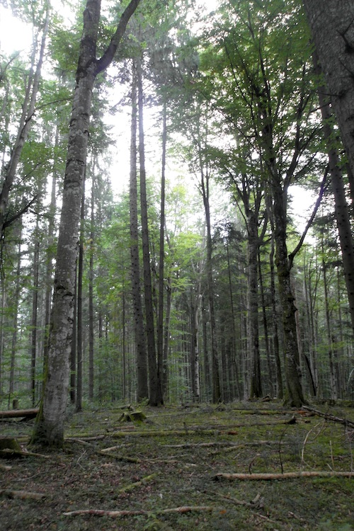 В буковом лесу - Украинские Карпаты. Один из объектов под охраной ЮНЕСКО